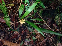 Calanthe pulchra