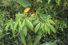 Melicope pteleifolia