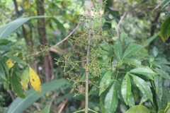 Melicope pteleifolia