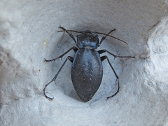 Carabus sylvosus