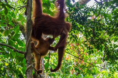 Pongo abelii