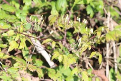 Clematis brevicaudata