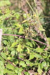 Clematis brevicaudata