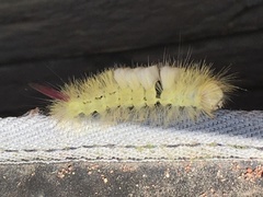 Calliteara pudibunda