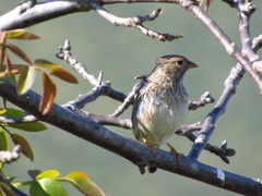 Rhopospina alaudina