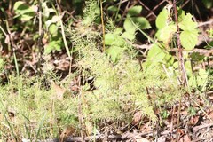 Asparagus schoberioides