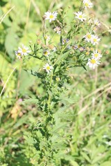 Aster incisus