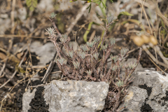 Semperviveae
