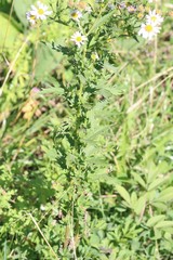 Aster incisus