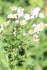 Aster incisus