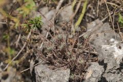Semperviveae