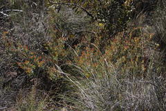 Protea sulphurea