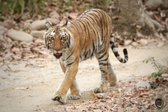 Panthera tigris tigris