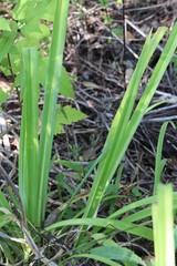 Hemerocallis middendorffii