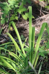 Hemerocallis middendorffii