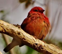 Lagonosticta senegala rendalli