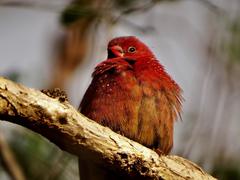 Lagonosticta senegala rendalli