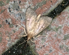 Lepidoptera