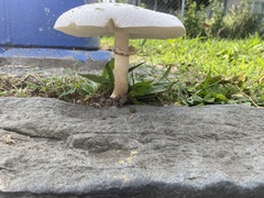Agaricaceae