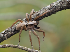 Alopecosa inquilina