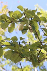 Populus maximowiczii
