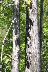 Populus maximowiczii