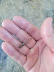 Penaeus aztecus