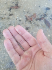 Penaeus aztecus