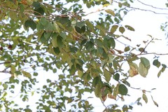 Populus maximowiczii