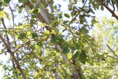 Populus maximowiczii