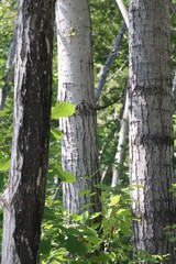 Populus maximowiczii
