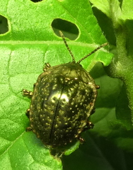Polychalca aerea