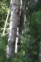 Populus maximowiczii
