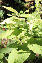 Carpesium macrocephalum