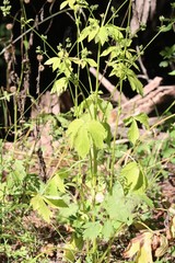 Sanicula chinensis