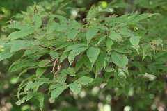 Acer mandshuricum