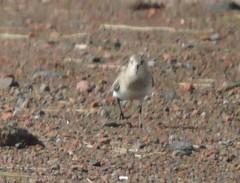 Calidris bairdii