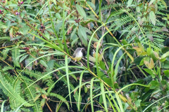 Prinia familiaris