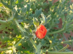 Glaucium corniculatum