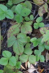 Fragaria orientalis