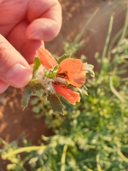 Glaucium corniculatum