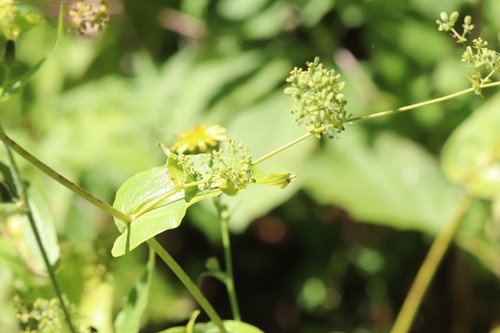 Bupleurum longiradiatum iNat (3)
