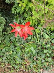 Hesperantha coccinea