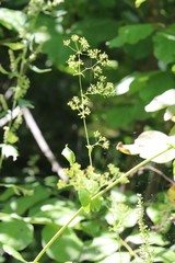 Bupleurum longiradiatum