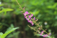 Tadehagi triquetrum