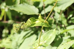 Bupleurum longiradiatum