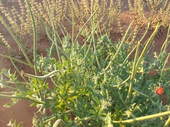 Glaucium corniculatum