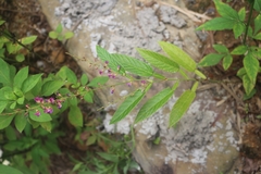 Tadehagi triquetrum