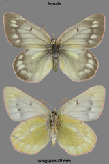 Colias nastes