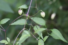 Clematis serratifolia